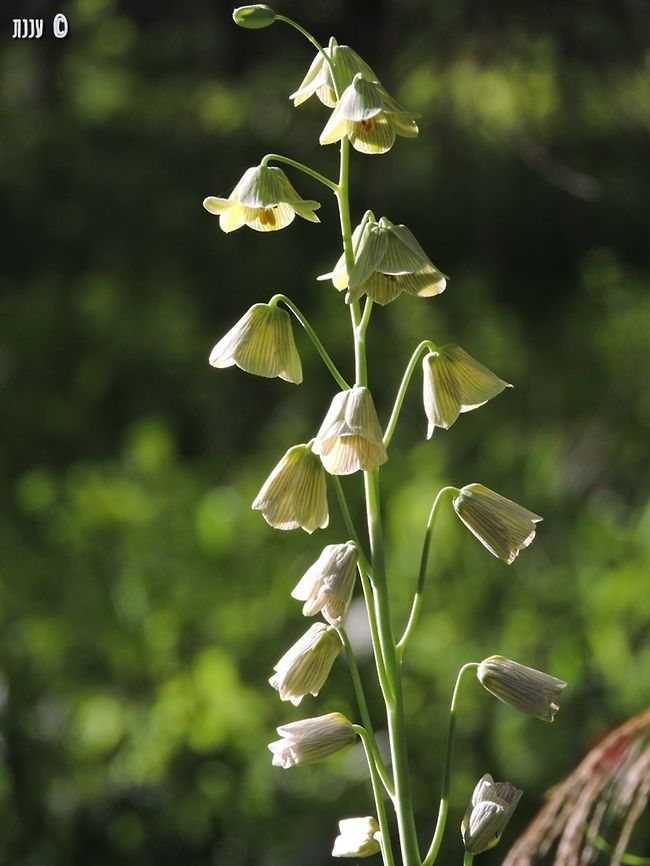 Fritillaria persica in full bloom  Fritillaria,Fritillaria persica,Israel
