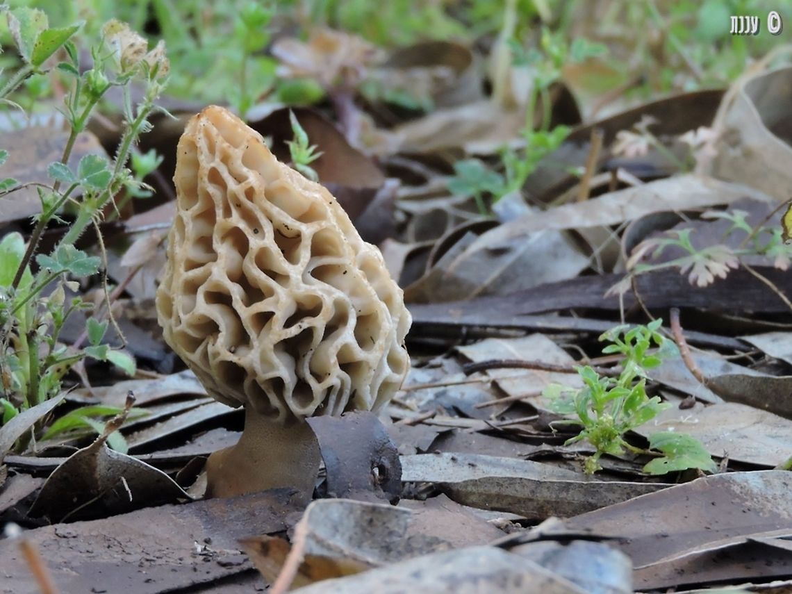 Morchella esculenta  Israel,Morchella esculenta