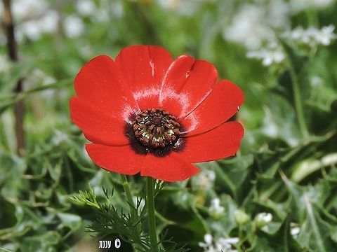 Adonis palaestina near Rosh Ha'ayin  Adonis,Adonis palaestina,Israel,Palestine Pheasant's Eye