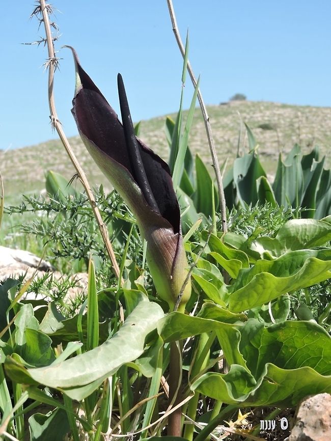 Arum palaestinum  Arum palaestinum,Israel