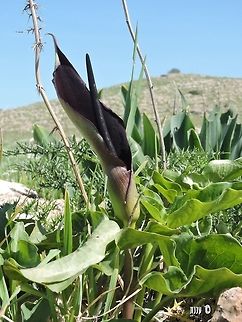 Arum palaestinum  Arum palaestinum,Israel