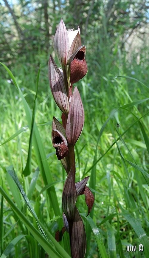 Serapias levantina  Geotagged,Israel,Orchidaceae,Serapias,Serapias levantina,Winter