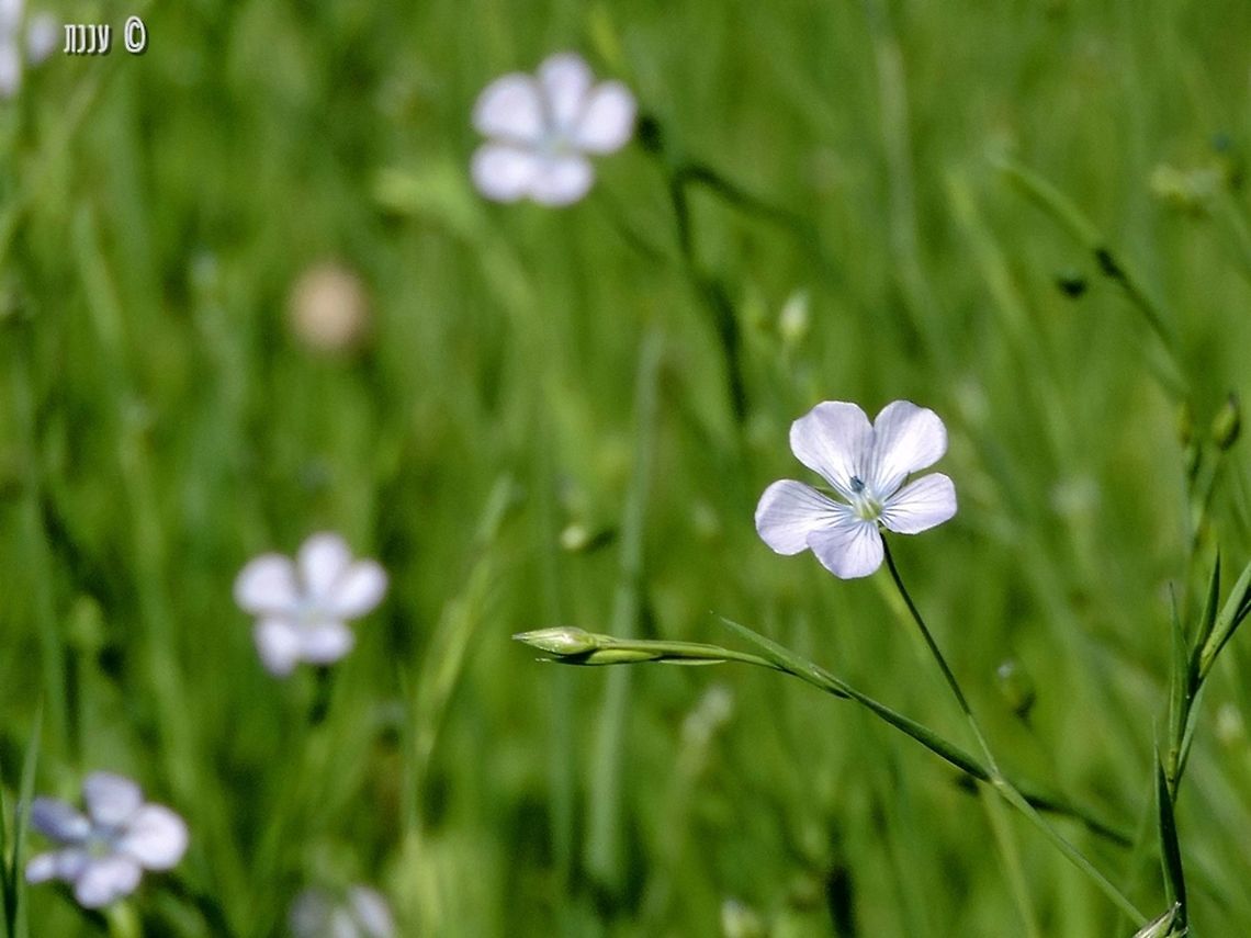 Linum bienne  Geotagged,Israel,Linum bienne,Winter,linum