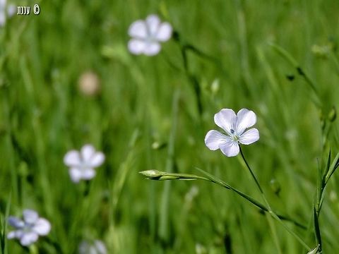 Linum bienne  Geotagged,Israel,Linum bienne,Winter,linum