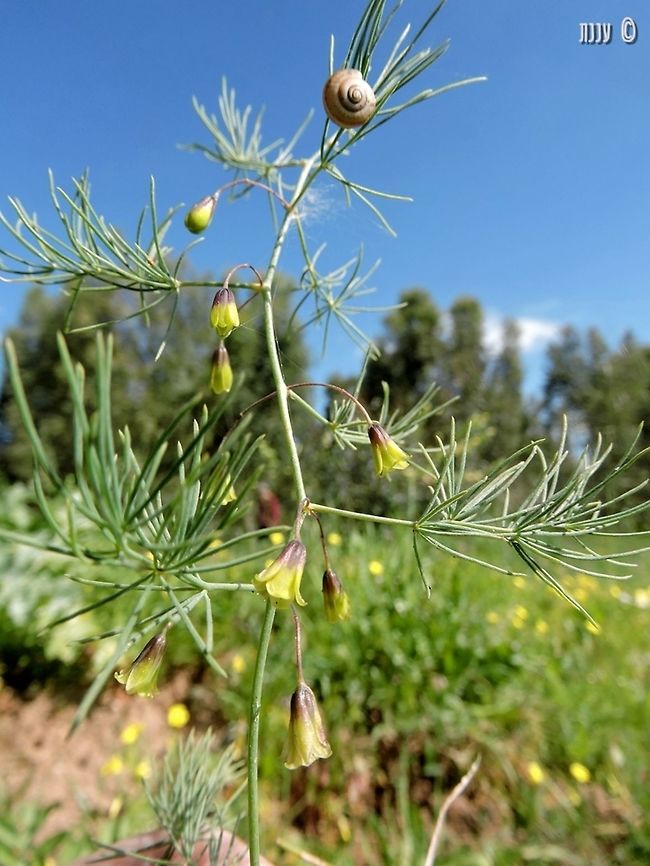 Asparagus palaestinus  Asparagus,Asparagus palaestinus,Geotagged,Israel,Winter