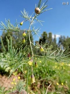 Asparagus palaestinus  Asparagus,Asparagus palaestinus,Geotagged,Israel,Winter