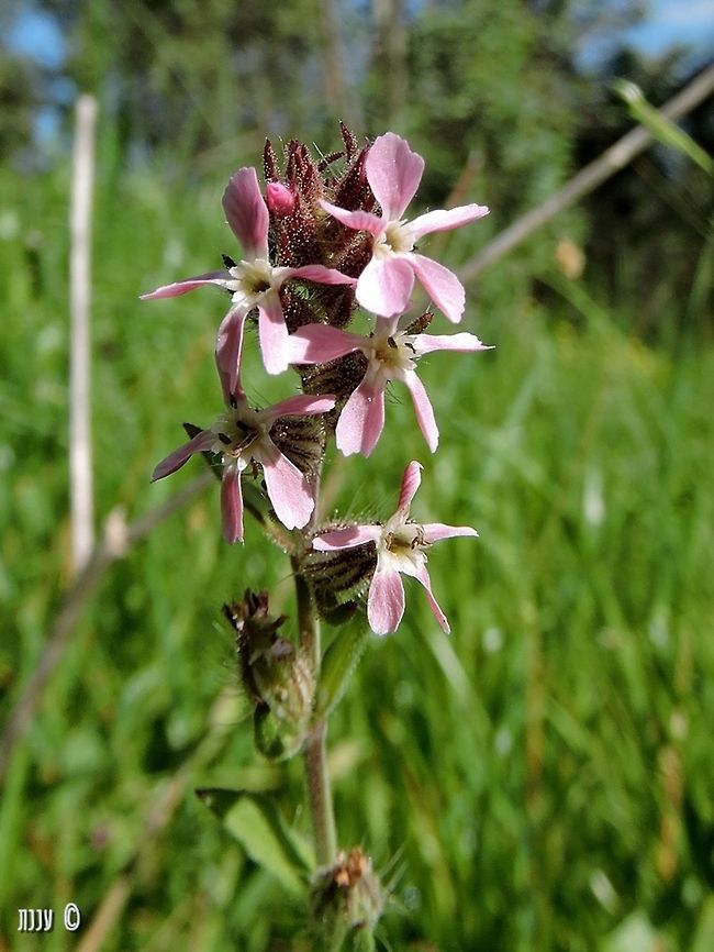 Silene gallica  Common catchfly,Geotagged,Israel,Silene gallica,Winter