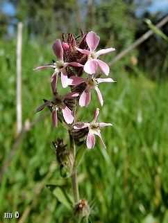 Silene gallica  Common catchfly,Geotagged,Israel,Silene gallica,Winter