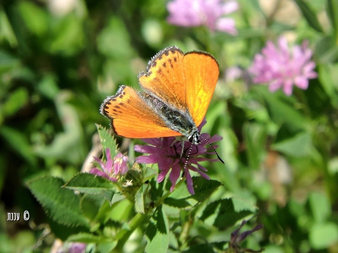 Lycaena thersamon omphale - Lesser Fiery Copper  Geotagged,Israel,Lesser Fiery Copper,Lycaena thersamon,Winter