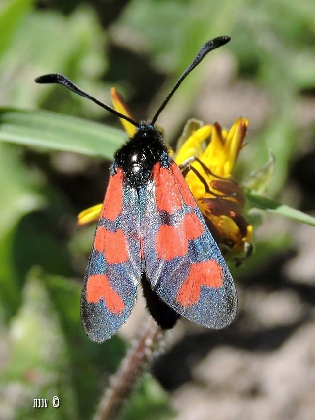 Zygaena graslini  Geotagged,Israel,Winter,Zygaena graslini