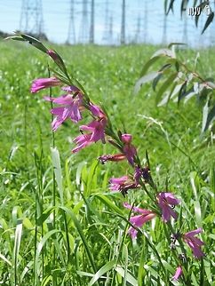 Gladiolus italicus - Italian Gladiolus  Geotagged,Gladiolus italicus,Israel,Winter