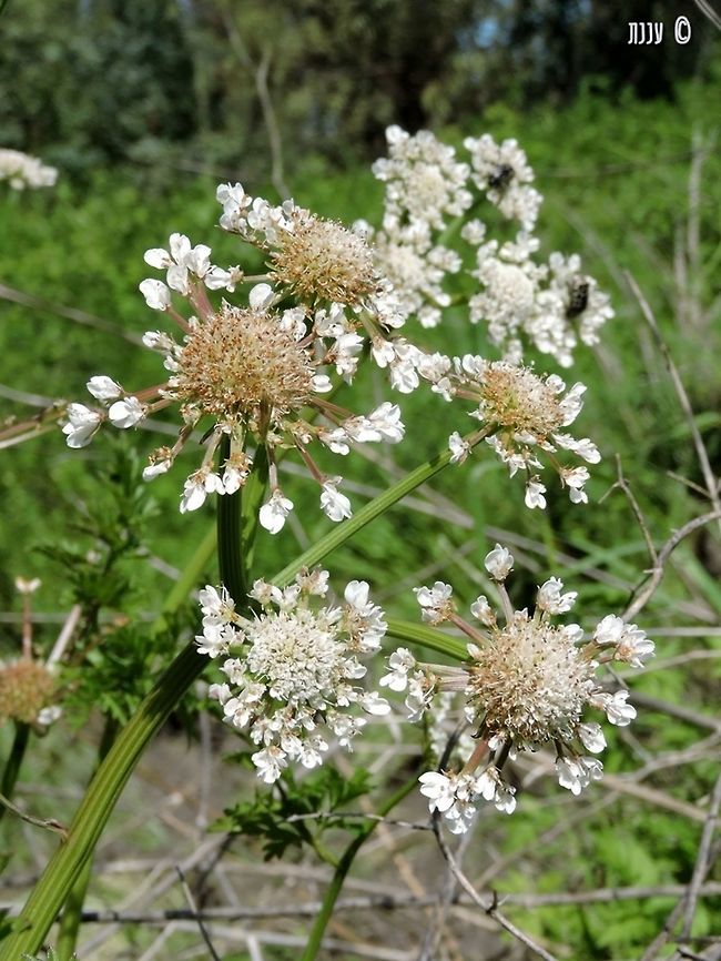 Oenanthe prolifera  Geotagged,Israel,Oenanthe prolifera,Winter