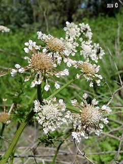 Oenanthe prolifera  Geotagged,Israel,Oenanthe prolifera,Winter