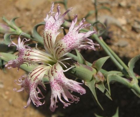 Dianthus libanotis Just adding some color variants as examples, to Complete Ori's photo
https://www.jungledragon.com/image/73282/dianthus_libanotis.html Dianthus,Dianthus libanotis,Israel,Mount Hermon