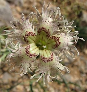 Dianthus libanotis Just adding some color variants as examples, to Complete Ori's photo
https://www.jungledragon.com/image/73282/dianthus_libanotis.html
 Dianthus,Dianthus libanotis,Geotagged,Israel,Mount Hermon,Summer