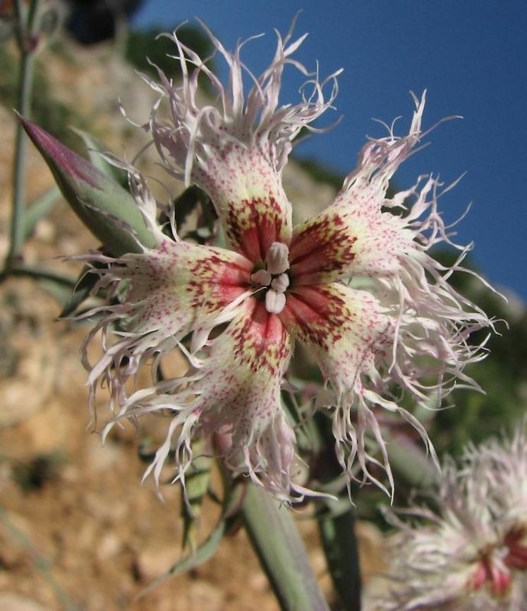 Dianthus libanotis Just adding some color variants as examples, to Complete Ori&#039;s photo<br />
<figure class="photo"><a href="https://www.jungledragon.com/image/73282/dianthus_libanotis.html" title="Dianthus libanotis"><img src="https://s3.amazonaws.com/media.jungledragon.com/images/3333/73282_thumb.jpg?AWSAccessKeyId=05GMT0V3GWVNE7GGM1R2&Expires=1759968010&Signature=ESvAu0GcixHwLGK9KGGa51j5FuU%3D" width="200" height="134" alt="Dianthus libanotis Dianthus libanotis  is a striking flower of the arid Middle East Mountains. Mt Hermon, Salam Doline Dianthus libanotis,Geotagged,Summer" /></a></figure> Dianthus,Dianthus libanotis,Geotagged,Israel,Mount Hermon,Summer