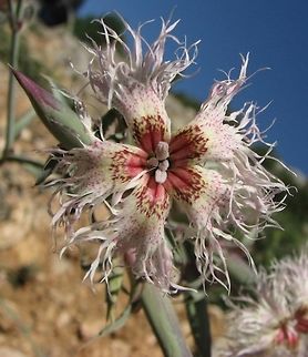 Dianthus libanotis Just adding some color variants as examples, to Complete Ori's photo
https://www.jungledragon.com/image/73282/dianthus_libanotis.html Dianthus,Dianthus libanotis,Geotagged,Israel,Mount Hermon,Summer