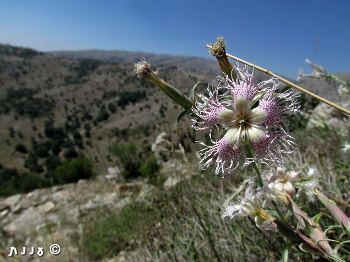 Dianthus libanotis Just adding some color variants as examples, to Complete Ori's photo<br />
<figure class="photo"><a href="https://www.jungledragon.com/image/73282/dianthus_libanotis.html" title="Dianthus libanotis"><img src="https://s3.amazonaws.com/media.jungledragon.com/images/3333/73282_thumb.jpg?AWSAccessKeyId=05GMT0V3GWVNE7GGM1R2&Expires=1770854410&Signature=w%2BGiYA9vva5MqXHyCx3UkNzSSv0%3D" width="200" height="134" alt="Dianthus libanotis Dianthus libanotis  is a striking flower of the arid Middle East Mountains. Mt Hermon, Salam Doline Dianthus libanotis,Geotagged,Summer" /></a></figure> Dianthus,Dianthus libanotis,Geotagged,Israel,Mount Hermon,Summer
