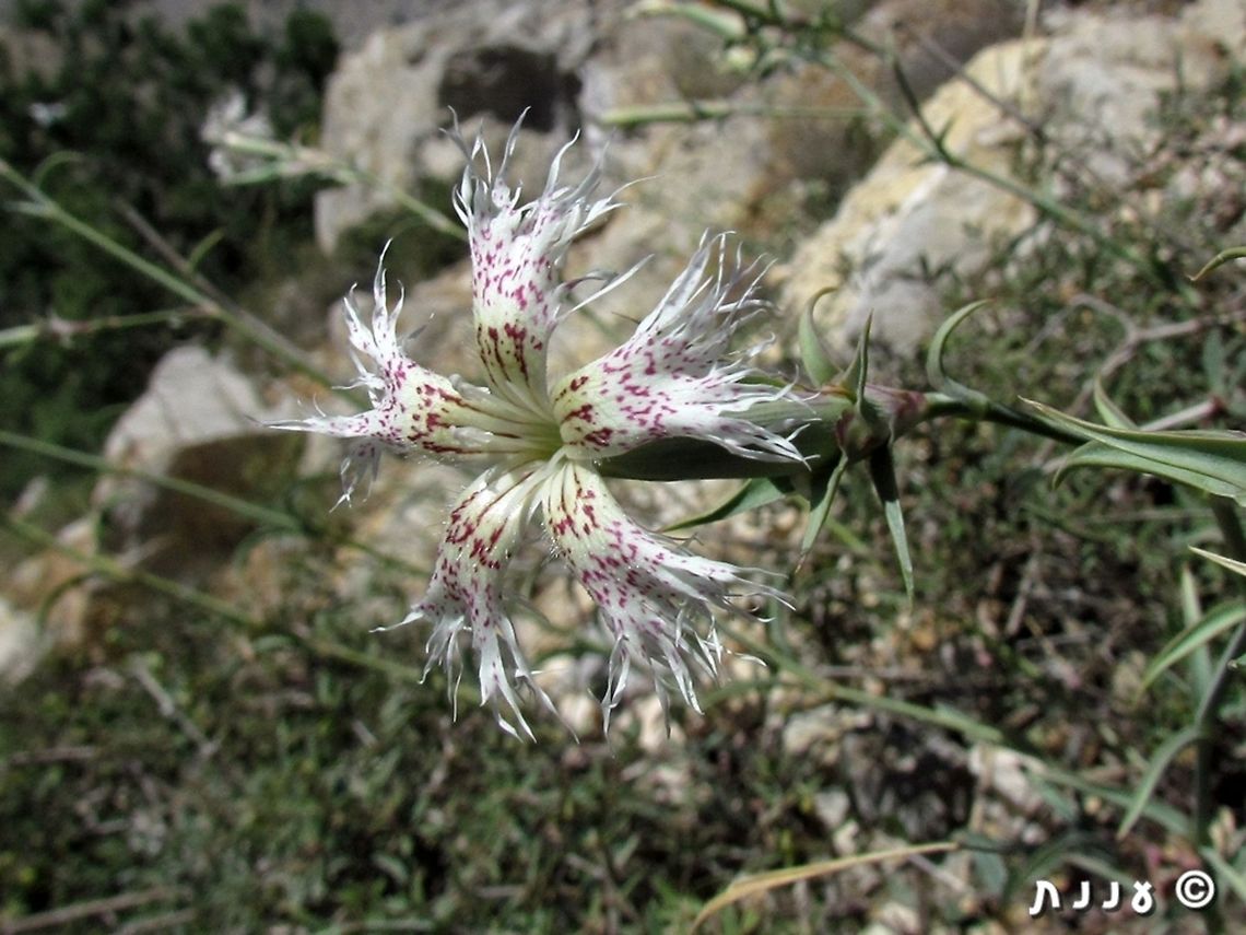 Dianthus libanotis Just adding some color variants as examples, to Complete Ori's photo<br />
<figure class="photo"><a href="https://www.jungledragon.com/image/73282/dianthus_libanotis.html" title="Dianthus libanotis"><img src="https://s3.amazonaws.com/media.jungledragon.com/images/3333/73282_thumb.jpg?AWSAccessKeyId=05GMT0V3GWVNE7GGM1R2&Expires=1770854410&Signature=w%2BGiYA9vva5MqXHyCx3UkNzSSv0%3D" width="200" height="134" alt="Dianthus libanotis Dianthus libanotis  is a striking flower of the arid Middle East Mountains. Mt Hermon, Salam Doline Dianthus libanotis,Geotagged,Summer" /></a></figure><br />
 Dianthus,Dianthus libanotis,Geotagged,Israel,Mount Hermon,Summer