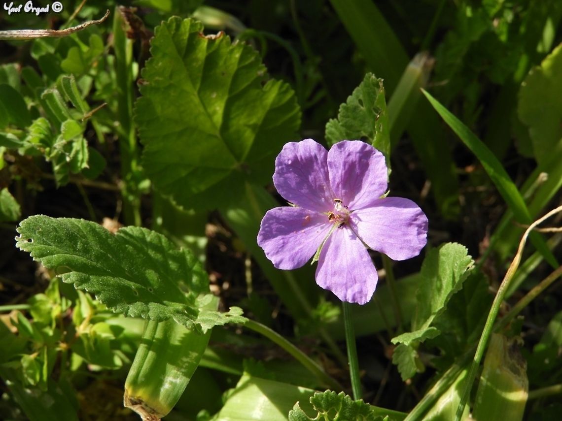 Erodium subintegrifolium one of the nicer Erodium species. <br />
rare and endangered Erodium,Erodium subintegrifolium,Geotagged,Israel,Stork's Bill,Winter