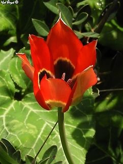 Tulipa agenensis - First one for the season! in 2 weeks the hill where I took this picture will be almost completely red with Tulips. but meeting the first one of the season is sometimes even more exciting than seeing them later on...  First of the Season,Geotagged,Israel,Tulipa agenensis,Winter
