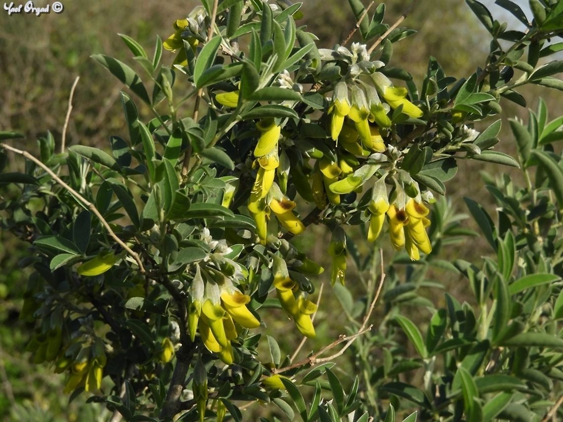 Anagyris foetida - Stinkbush the latin name and the common name both talk about the smell, and I think it&#039;s not fair: this shrub doesn&#039;t stink so bad. it has large amounts of nectar, and many small birds have been known to visit it, and enjoy the nectar. <br />
 Anagyris foetida,Geotagged,Israel,Stinkbush,Winter