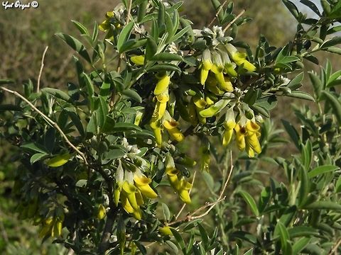 Anagyris foetida - Stinkbush the latin name and the common name both talk about the smell, and I think it's not fair: this shrub doesn't stink so bad. it has large amounts of nectar, and many small birds have been known to visit it, and enjoy the nectar. 
 Anagyris foetida,Geotagged,Israel,Stinkbush,Winter