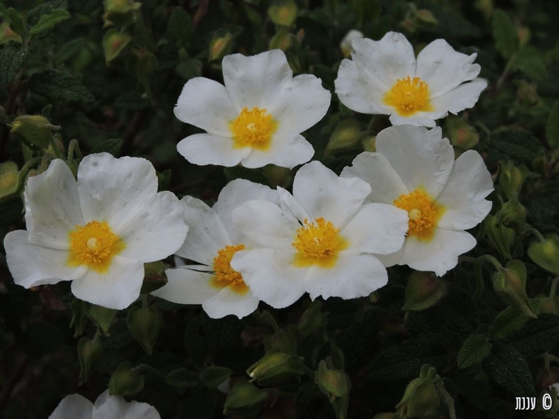 Cistus salviifolius  Cistus salviifolius,Geotagged,Israel,Sage-leaved Rockrose,Winter