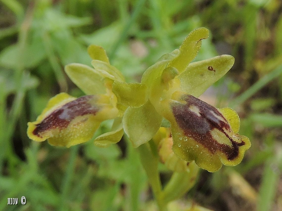 Ophrys lutea  Geotagged,Israel,Ophrys lutea,Winter,Yellow Bee-orchid