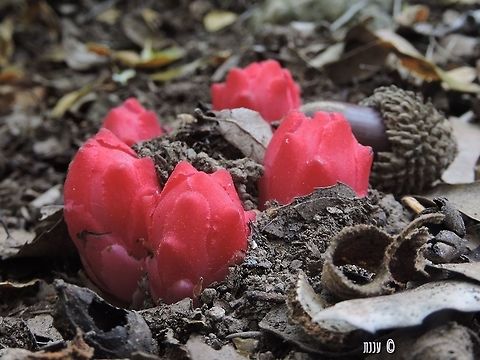 Cytinus ruber this is how it looks in full bloom: 
https://www.jungledragon.com/image/73331

a parasite on the roots of the hairy rockrose. here the flowers are still closed, and it looks like little red pomegranates. when they open, they are white. 
this is the Hairy rockrose: 
https://www.jungledragon.com/image/73322/cistus_creticus_-_hairy_rockrose.html Cytinus ruber,Geotagged,Israel,Winter,parasitic