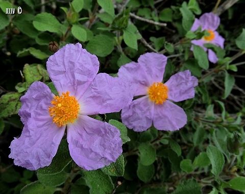 Cistus creticus - Hairy Rockrose  Cistus creticus,Geotagged,Hairy Rockrose,Israel,Winter