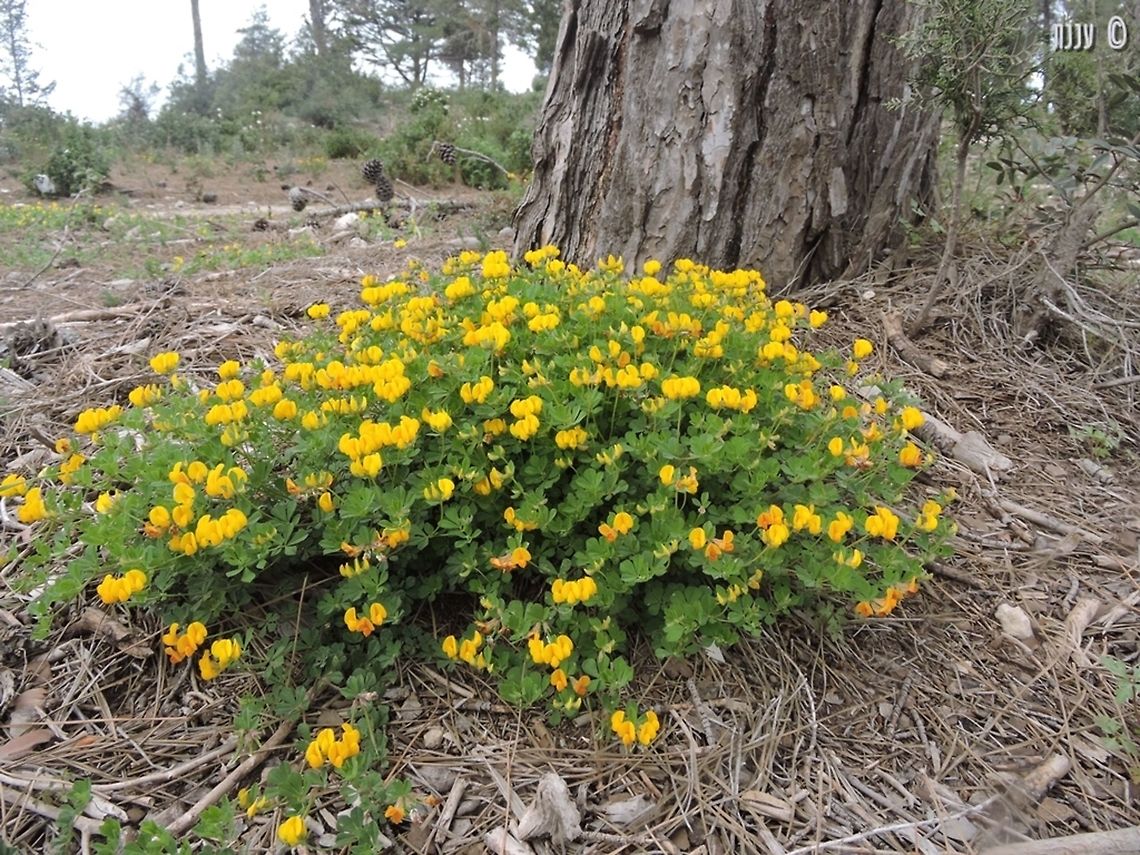 Lotus longesiliquosus  Geotagged,Israel,Lotus longesiliquosus,Winter