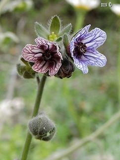 Cynoglossum creticum I really like the fact that the flower changes its color after pollination, to notify pollinators where to come Blue hound's tongue,Cynoglossum creticum,Geotagged,Israel,Winter
