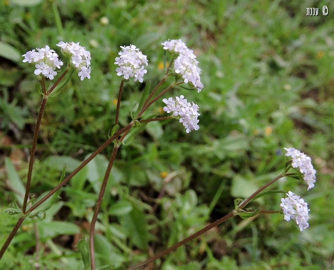 Valerianella vesicaria  Geotagged,Israel,Valerianella,Valerianella vesicaria,Winter