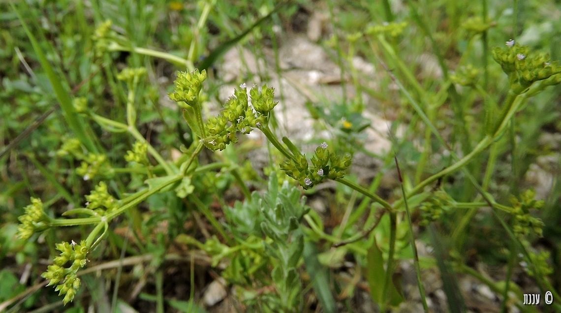 Valerianella muricata some miniature Valerianella :-)  Geotagged,Israel,Valerianella,Valerianella muricata,Winter