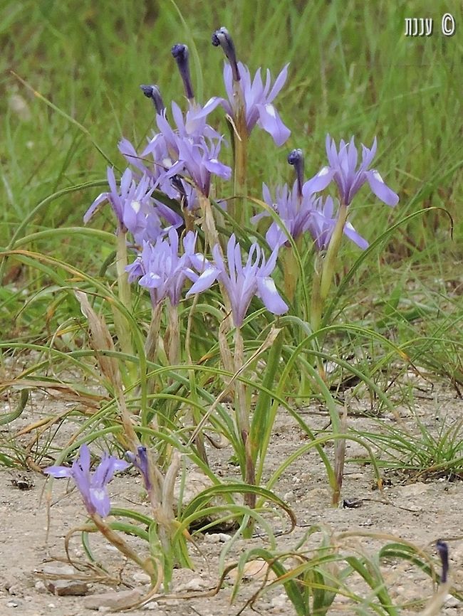 Moraea sisyrinchium  Geotagged,Israel,Moraea sisyrinchium,Winter