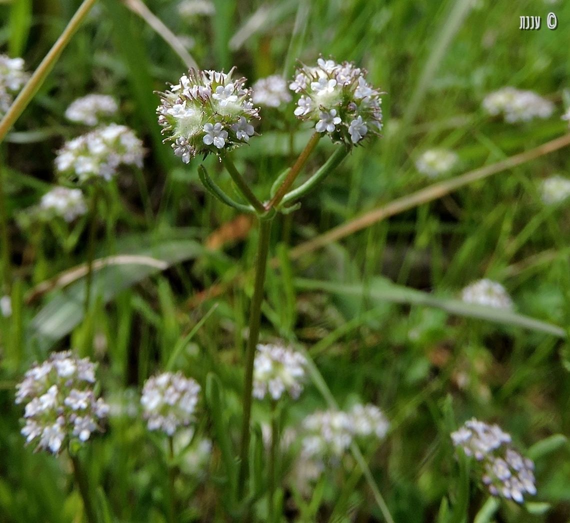 Valerianella coronata  Geotagged,Israel,Valerianella,Valerianella coronata,Winter
