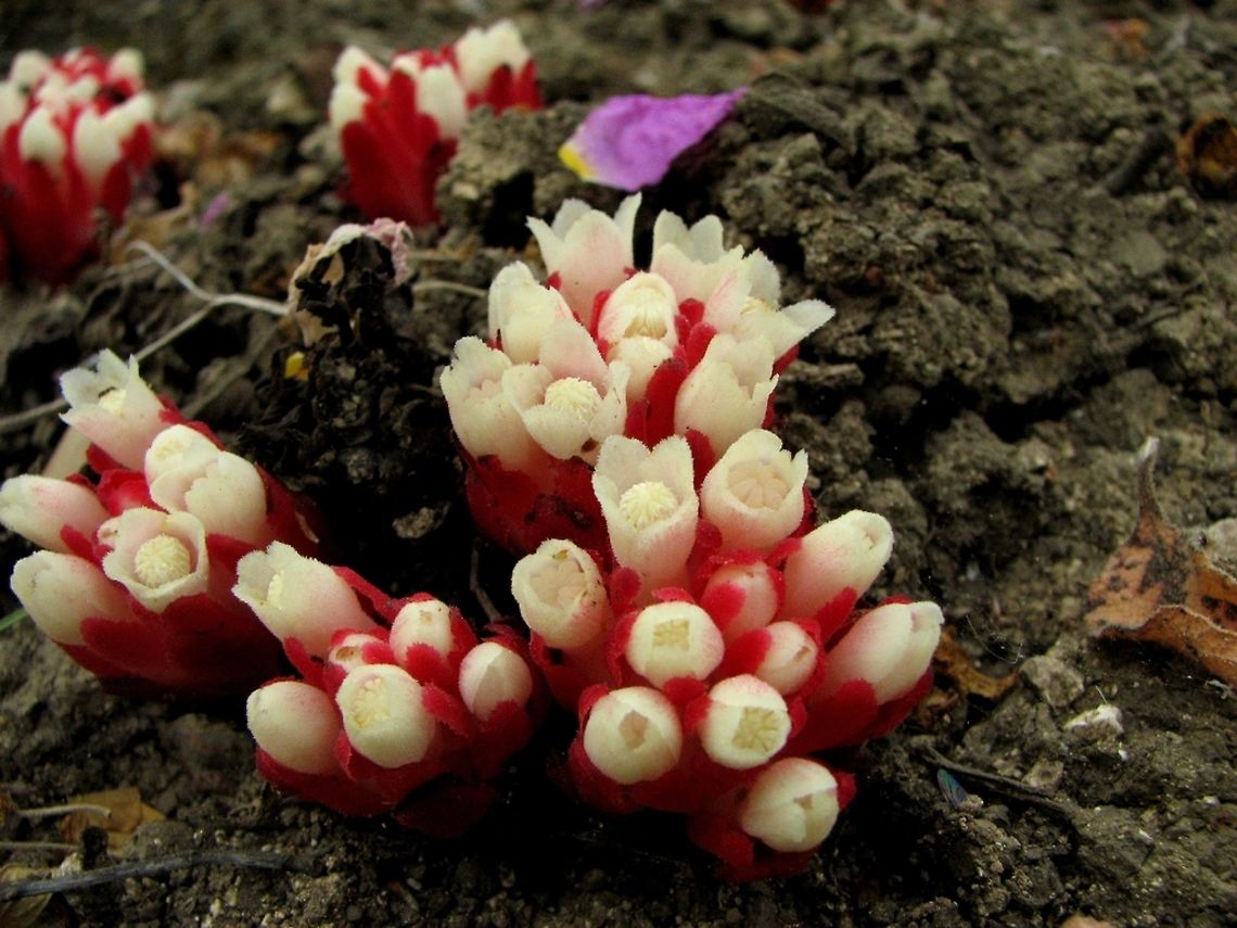 Cytinus ruber - in full bloom this is what it looks when it sprouts: <br />
<figure class="photo"><a href="https://www.jungledragon.com/image/73321/cytinus_ruber.html" title="Cytinus ruber"><img src="https://s3.amazonaws.com/media.jungledragon.com/images/3519/73321_thumb.JPG?AWSAccessKeyId=05GMT0V3GWVNE7GGM1R2&Expires=1767225610&Signature=vl7ohicsRx6QB%2BY4xthgdW8hlUo%3D" width="200" height="150" alt="Cytinus ruber this is how it looks in full bloom: <br />
https://www.jungledragon.com/image/73331<br />
<br />
a parasite on the roots of the hairy rockrose. here the flowers are still closed, and it looks like little red pomegranates. when they open, they are white. <br />
this is the Hairy rockrose: <br />
https://www.jungledragon.com/image/73322/cistus_creticus_-_hairy_rockrose.html Cytinus ruber,Geotagged,Israel,Winter,parasitic" /></a></figure><br />
<br />
a parasite on the roots of the hairy rockrose. here the flowers are still closed, and it looks like little red pomegranates. when they open, they are white. <br />
this is the Hairy rockrose: <br />
<figure class="photo"><a href="https://www.jungledragon.com/image/73322/cistus_creticus_-_hairy_rockrose.html" title="Cistus creticus - Hairy Rockrose"><img src="https://s3.amazonaws.com/media.jungledragon.com/images/3519/73322_thumb.JPG?AWSAccessKeyId=05GMT0V3GWVNE7GGM1R2&Expires=1767225610&Signature=8VsrY%2B6HEUOdOZbaBqfmOW3%2Bs48%3D" width="200" height="160" alt="Cistus creticus - Hairy Rockrose  Cistus creticus,Geotagged,Hairy Rockrose,Israel,Winter" /></a></figure> Cytinus ruber,Geotagged,Israel,Spring,parasitic