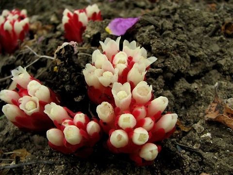 Cytinus ruber - in full bloom this is what it looks when it sprouts: 
https://www.jungledragon.com/image/73321/cytinus_ruber.html

a parasite on the roots of the hairy rockrose. here the flowers are still closed, and it looks like little red pomegranates. when they open, they are white. 
this is the Hairy rockrose: 
https://www.jungledragon.com/image/73322/cistus_creticus_-_hairy_rockrose.html Cytinus ruber,Geotagged,Israel,Spring,parasitic
