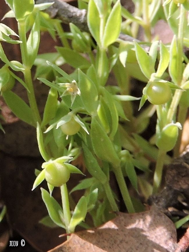Asterolinon linum-stellatum the smaller relative of the Scarlet Pimpernel (Anagalis arvensis) - the flower looks like a miniature transparent pimpernel... <br />
the flower is about 3 mm (including the calyx!), the whole plant is about 4-5 cm...  Asterolinon linum-stellatum,Geotagged,Israel,Spring