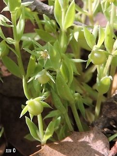 Asterolinon linum-stellatum the smaller relative of the Scarlet Pimpernel (Anagalis arvensis) - the flower looks like a miniature transparent pimpernel... 
the flower is about 3 mm (including the calyx!), the whole plant is about 4-5 cm...  Asterolinon linum-stellatum,Geotagged,Israel,Spring