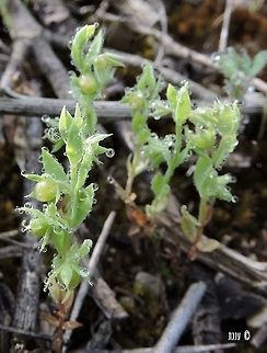 Asterolinon linum-stellatum the smaller relative of the Scarlet Pimpernel (Anagalis arvensis) - the flower looks like a miniature transparent pimpernel... 
I like it with the dew-drops, they look so huge on it!
the flower is about 3 mm (including the calyx!), the whole plant is about 4-5 cm...  Asterolinon linum-stellatum,Geotagged,Israel,Spring