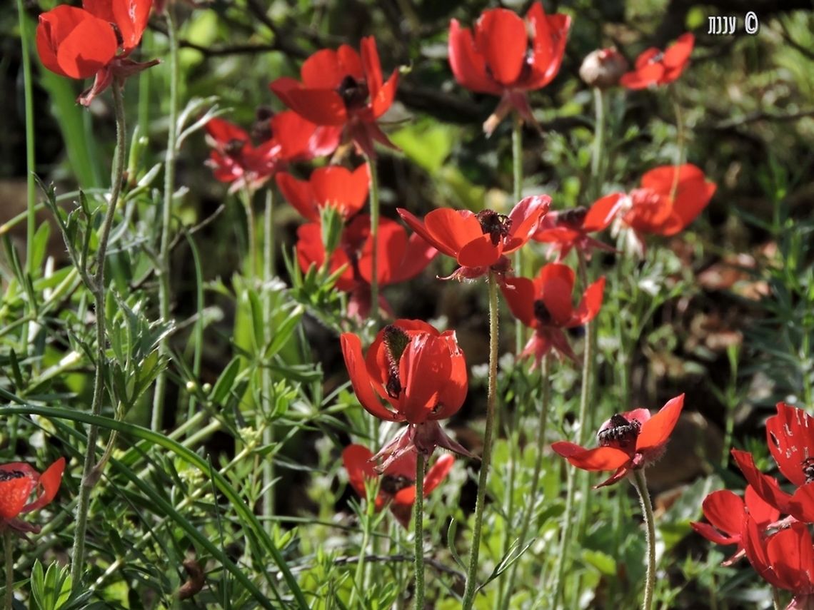 Ranunculus asiaticus in most places this Ranunculus is white-pink - but in the middle east it is hot fiery red! Geotagged,Israel,Ranunculus asiaticus,Spring,asiaticus