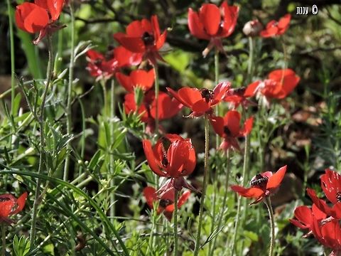 Ranunculus asiaticus in most places this Ranunculus is white-pink - but in the middle east it is hot fiery red! Geotagged,Israel,Ranunculus asiaticus,Spring,asiaticus