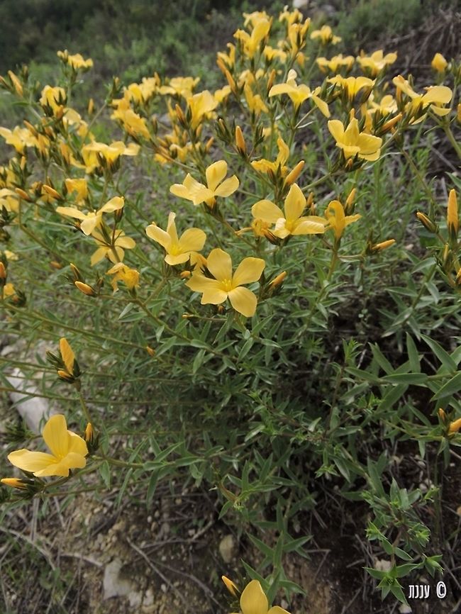 Linum mucronatum The biggest Linum species I know :-)  Geotagged,Israel,Linum,Linum mucronatum,Spring