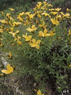 Linum mucronatum The biggest Linum species I know :-)  Geotagged,Israel,Linum,Linum mucronatum,Spring