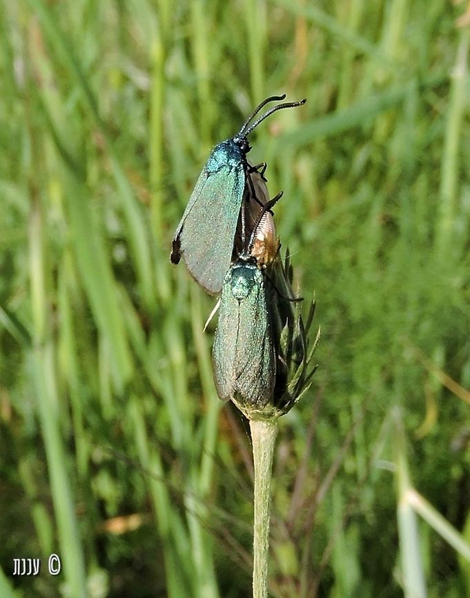 A race for the top! Adscita statices Adscita statices,Geotagged,Green forester,Israel,Spring
