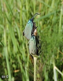 A race for the top! Adscita statices Adscita statices,Geotagged,Green forester,Israel,Spring