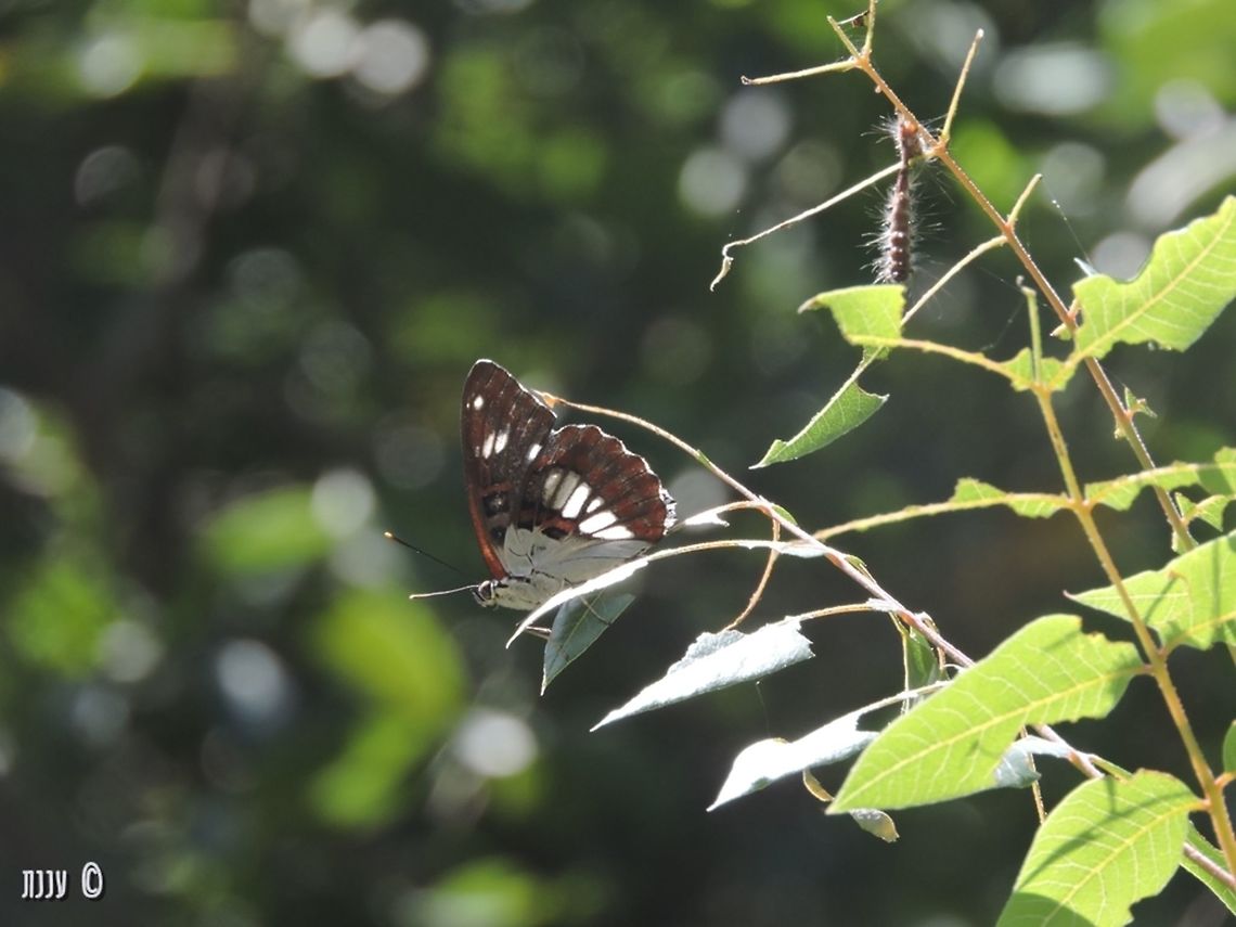 Limenitis reducta in Wadi Yagur Geotagged,Israel,Limenitis reducta,Southern White Admiral,Spring