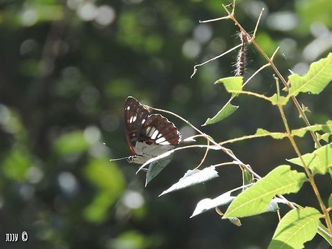 Limenitis reducta in Wadi Yagur Geotagged,Israel,Limenitis reducta,Southern White Admiral,Spring